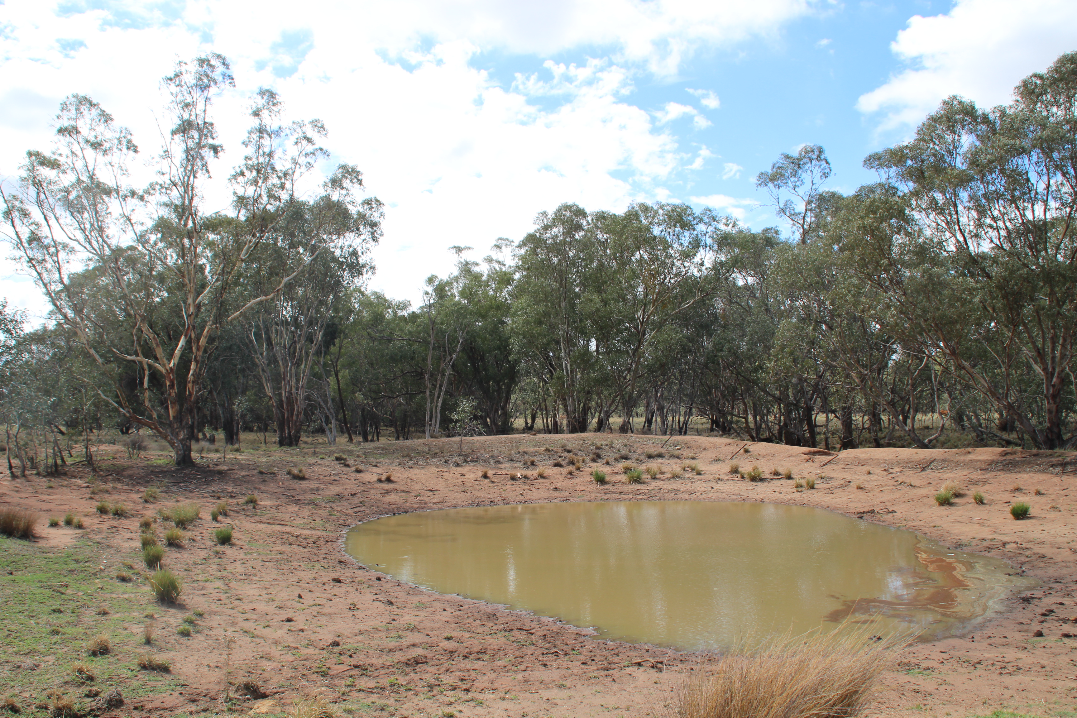 1180 Collingwood Lane, BRUIE PLAINS, NSW 2875